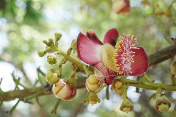 istock sal flower in nature garden 1168328914