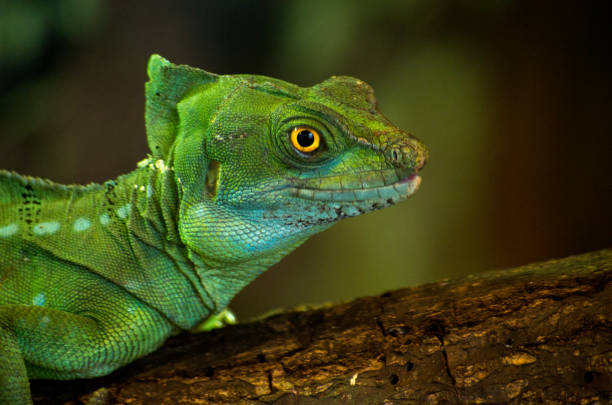 istock The plumed basilisk (Basiliscus plumifrons), also called commonly the green basilisk, the double crested basilisk, or the Jesus Christ lizard, is a species of lizard in the family Corytophanidae. The species is native to Central America. 1168329793