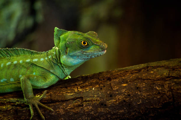 istock The plumed basilisk (Basiliscus plumifrons), also called commonly the green basilisk, the double crested basilisk, or the Jesus Christ lizard, is a species of lizard in the family Corytophanidae. The species is native to Central America. 1168329830