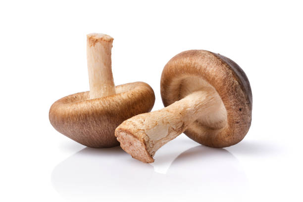 champignons frais de shiitake comme ingrédient pour le repas gourmet sain - edible mushroom shiitake mushroom vegetable isolated photos et images de collection