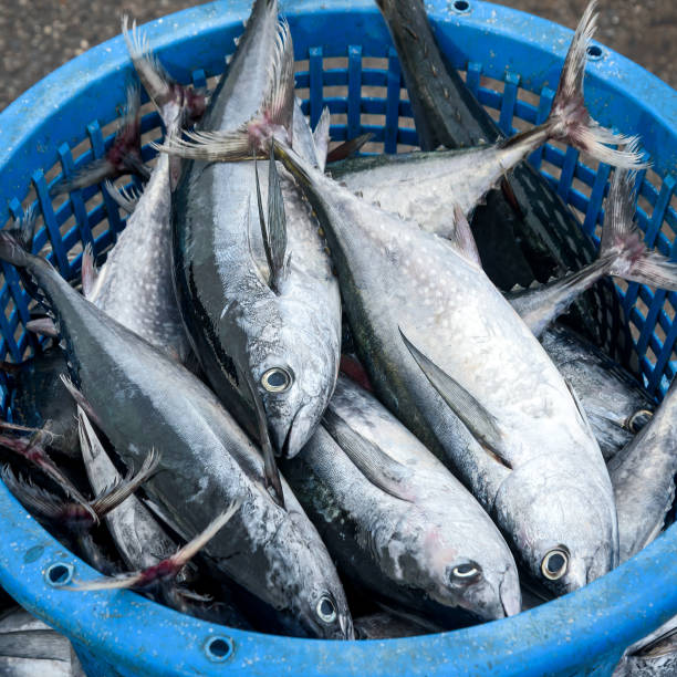 istock Fresh new mackerel in the market. 1168331852