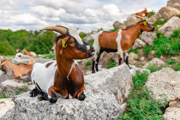 istock Young goats in a rocky environment 1168334085