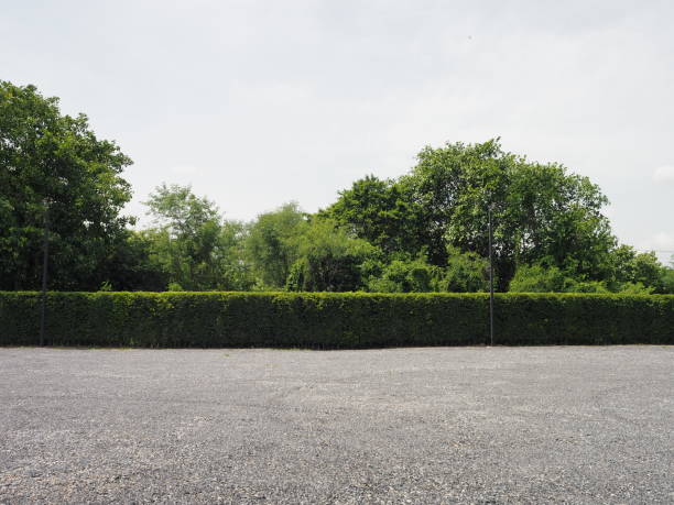 istock Parking lot sprinkled with gravel bush tree nature background 1168334969