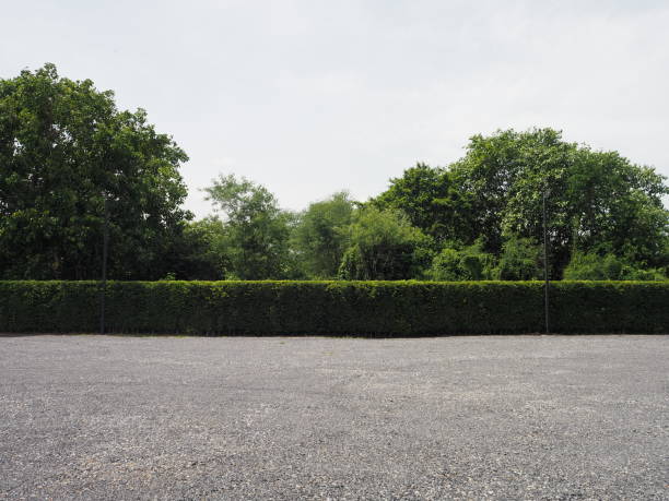 istock Parking lot sprinkled with gravel bush tree nature background 1168334985