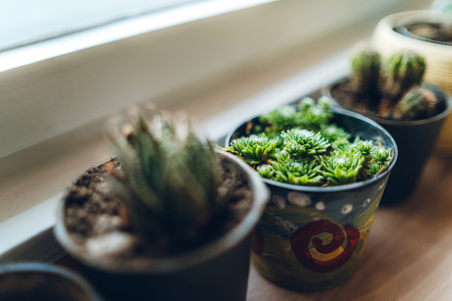 Small cactuses in pots on window sill.