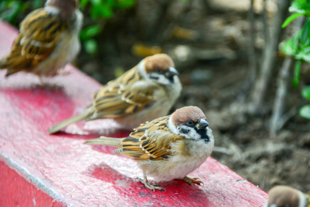 Sparrow bird is standing on the outside of home.