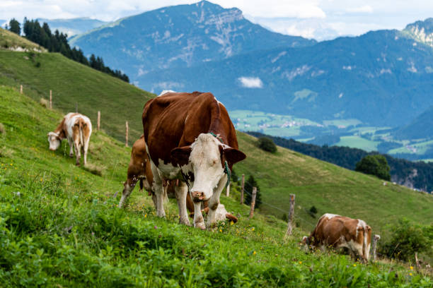 istock Cow on pasture in austrian alps 1168338447