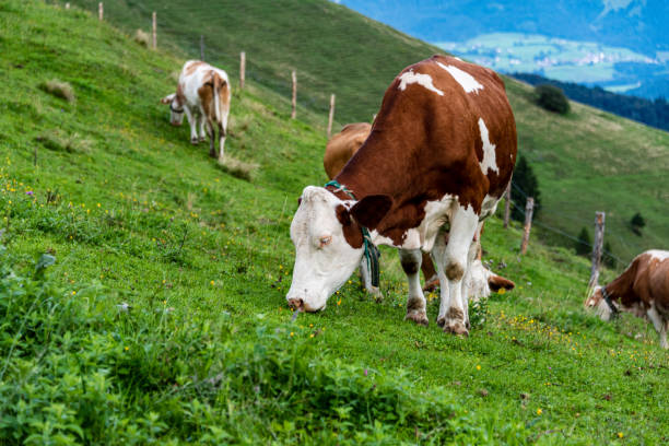 istock Cow on pasture in austrian alps 1168338452