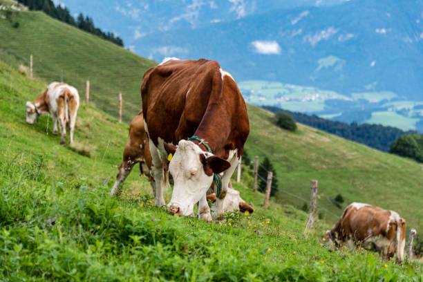 istock Cow on pasture in austrian alps 1168339553
