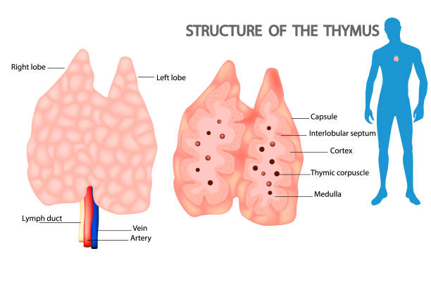 тимус является специализированным первичным лимфоидным органом иммунной системы - тимус stock illustrations