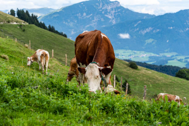 istock Cow on pasture in austrian alps 1168340042