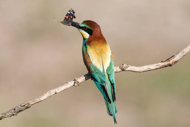 自然の中で葉のないパーチにカラフルなヨーロッパのミツバチ食べる鳥(メロプスアピアスター) - クリエイティブストック画像 - bee eater colorful bird beautiful bird animal ストックフォトと画像