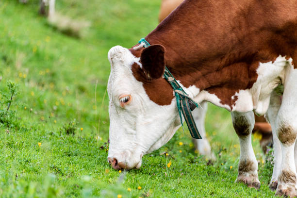 istock Cow on pasture in austrian alps 1168342902