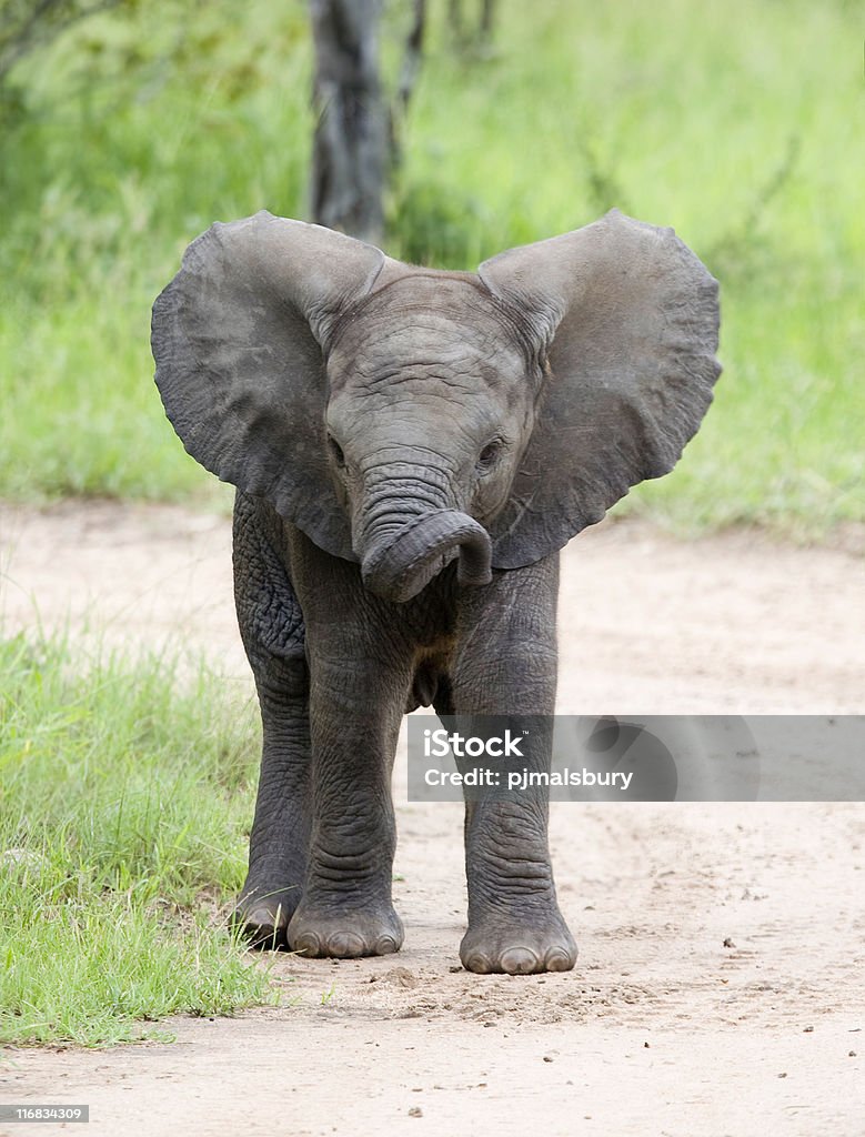 My Twunks Bwent  Elephant Stock Photo