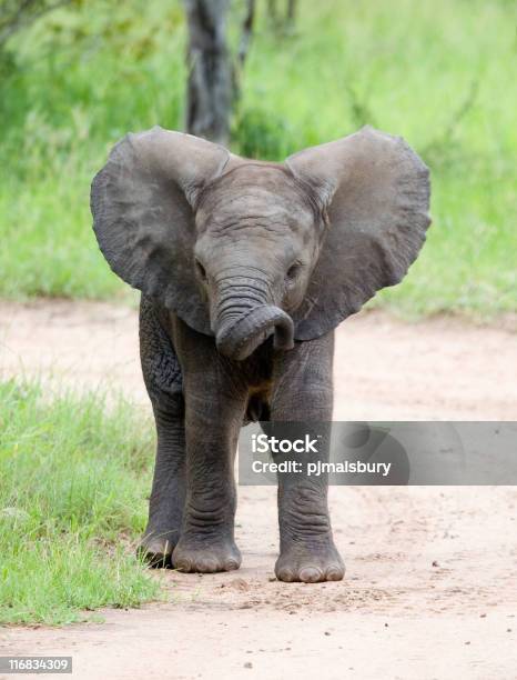 My Twunks Bwent Stock Photo - Download Image Now - Elephant, Cute, Young Adult