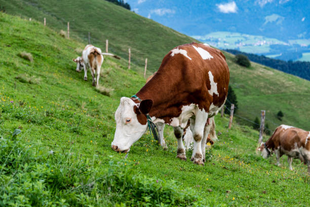 istock Cow on pasture in austrian alps 1168344854