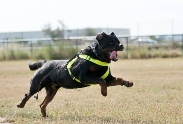 istock training of police dog 1168351728
