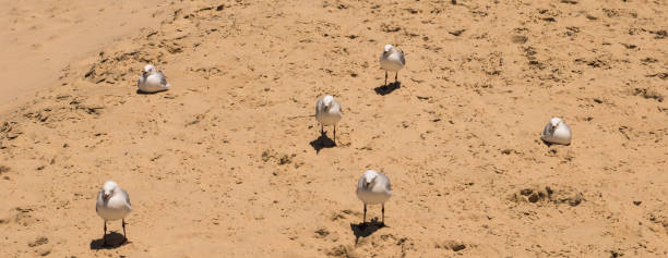 seis gaivotas em uma praia arenosa, descansando. - bird animal flock of birds number 6 - fotografias e filmes do acervo