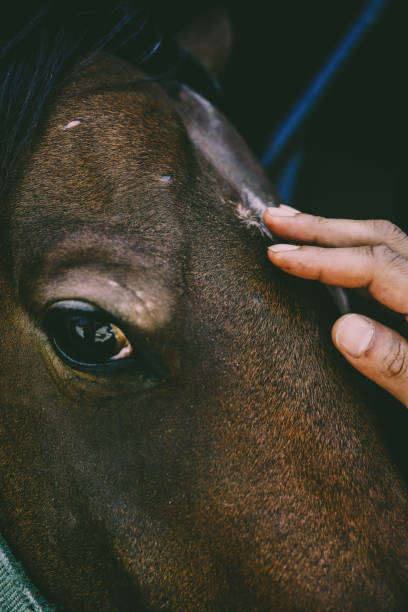 istock Portrait of a horse 1168353743