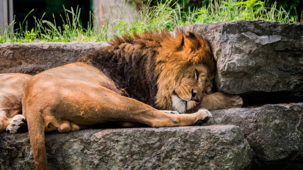 istock Big male lion dozing on a stone 1168354059