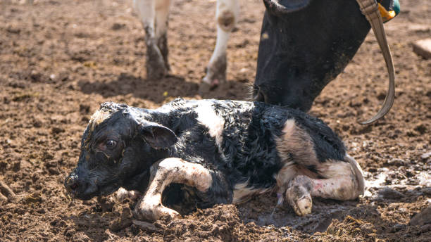 parto di mucca. madre mucca leccare il suo vitello appena nato. - domestic cattle calf mother field foto e immagini stock