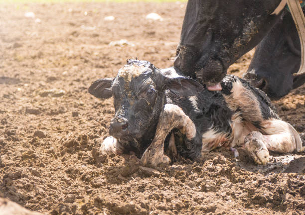 parto di mucca. madre mucca leccare il suo vitello appena nato. - domestic cattle calf mother field foto e immagini stock