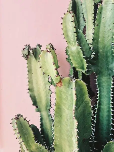 Photo of Euphorbia-trigonal cactus