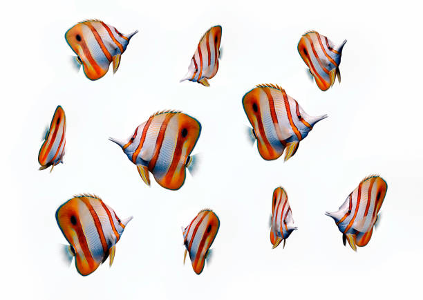 lot of butterfly fish (chelmon) isolated on white background, 3d illustration
