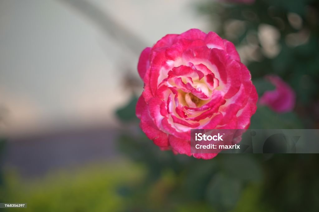View of red and white rose against blurred backgroud View of red and white rose against blurred backgroud, Angola Africa Stock Photo