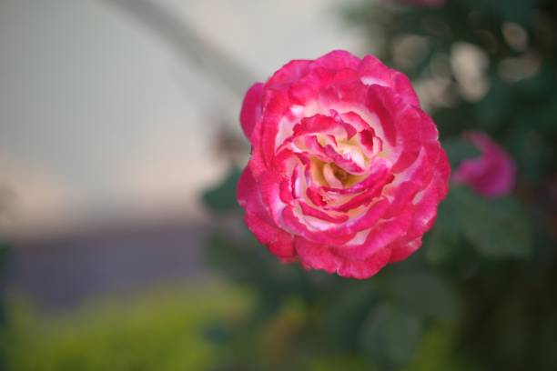 View of red and white rose against blurred backgroud stock photo
