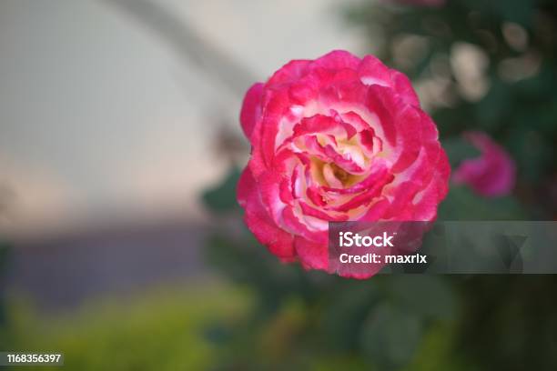 View Of Red And White Rose Against Blurred Backgroud Stock Photo - Download Image Now