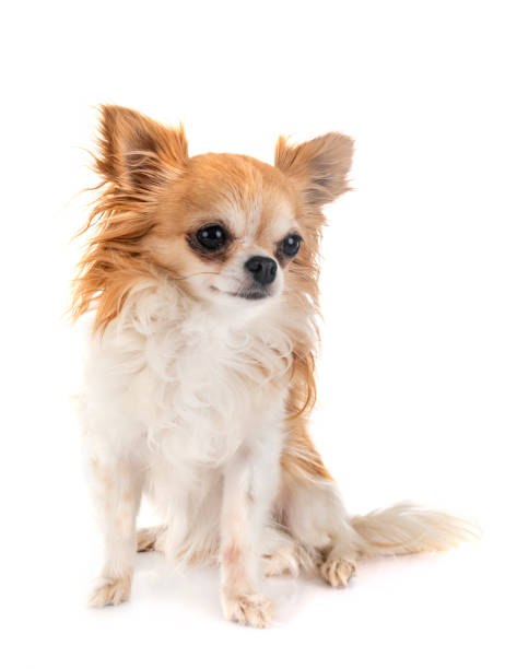istock little chihuahua 1168356739