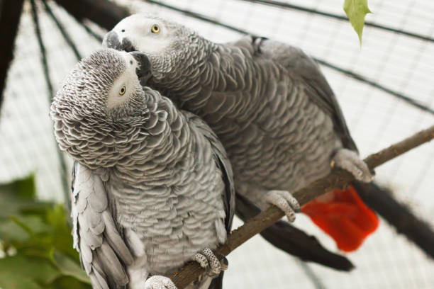 istock Pair grey parrots kiss in aviary of zoo. 1168358203