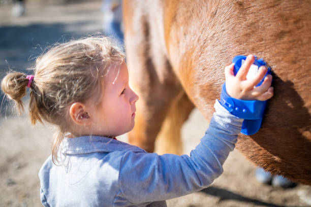 Dark brown horse and asian boy hand touching on head with gentle