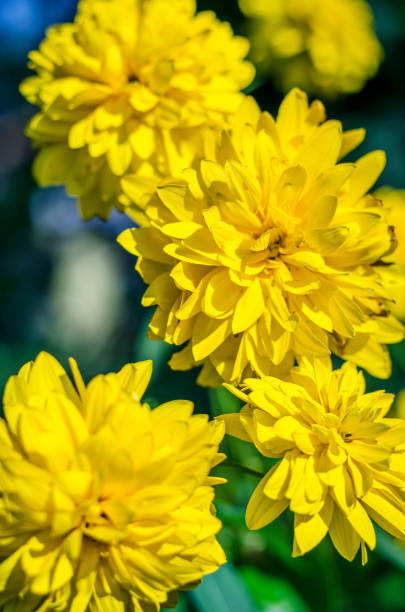 istock yellow heliopsis flowers in the garden 1168360104