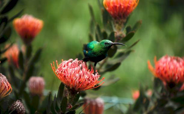 istock Male Malachite Sunbird feeds from Protea 1168360328