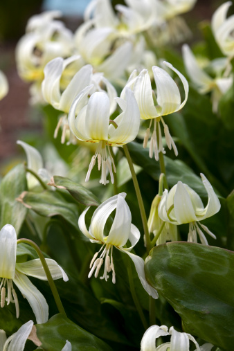 Close up white calla lilies in spring calla lily park