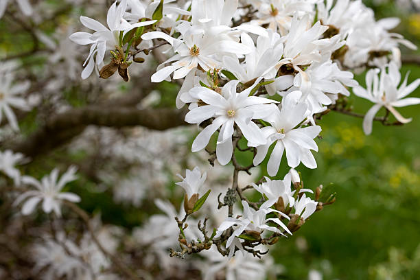 star magnolia (m. stellata - sunlight flower magnolia flower head photos et images de collection