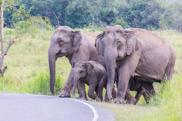 istock Asia elephant in nature 1168361416