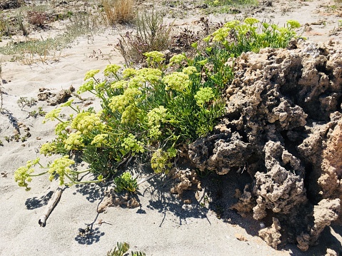 Sea fennel growing on a rock, surrounded by sand and beachgrass