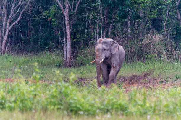 istock Asia elephant in nature 1168362653