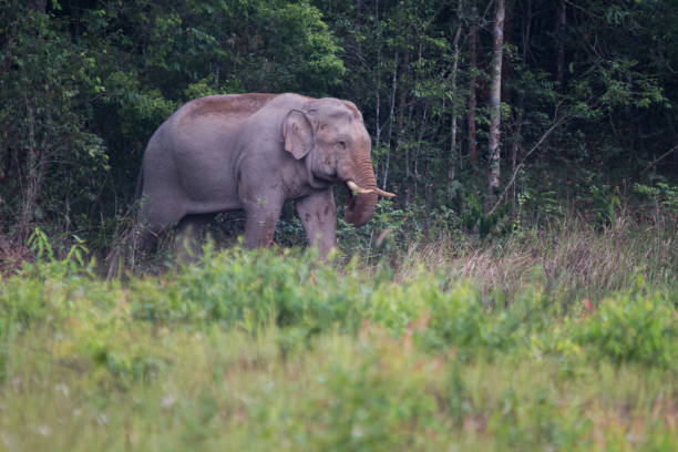 istock Asia elephant in nature 1168362972