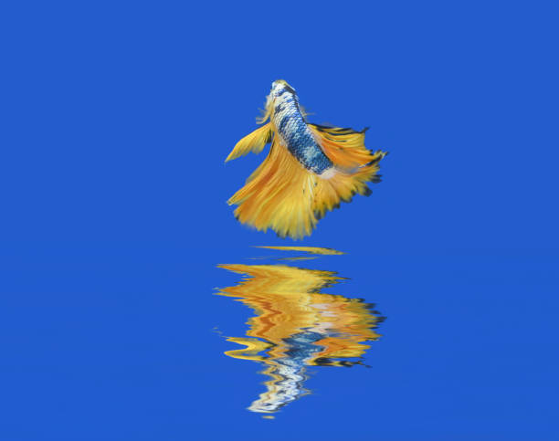 istock Beautiful fish in Thailand 1168363637