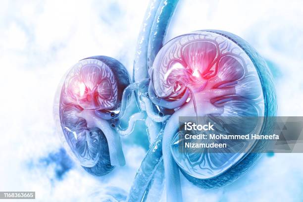 Human Kidney Cross Section On Scientific Background Stock Photo - Download Image Now