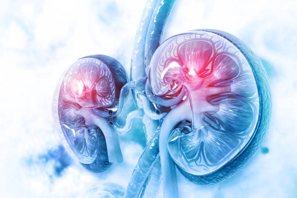 human kidney cross section on scientific background - kidney cancer imagens e fotografias de stock