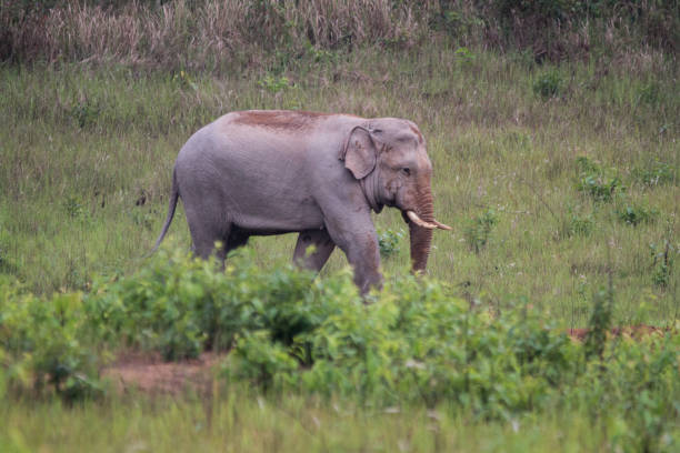 istock Asia elephant in nature 1168363928