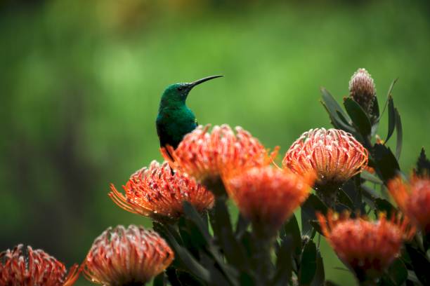 istock Male Malachite Sunbird feeds from Protea 1168364303