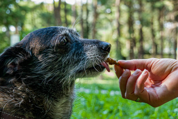 istock Old dog in a park 1168364342