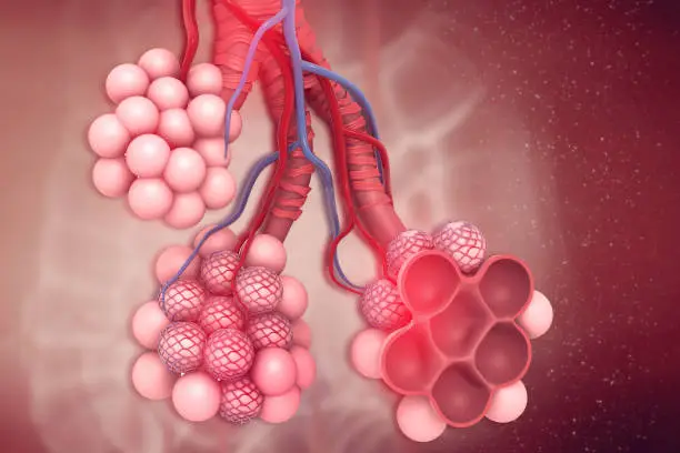 Photo of Alveoli in lungs