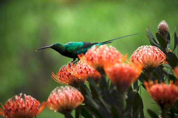 istock Male Malachite Sunbird feeds from Protea 1168365217